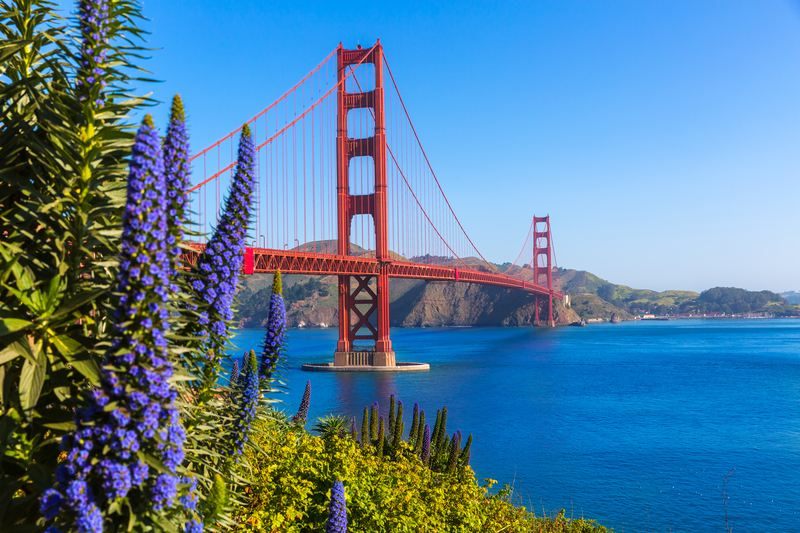 The Golden Gate Bridge seen from the Marin side above blue water with purple flowers in front, a start for things to do in Northern California