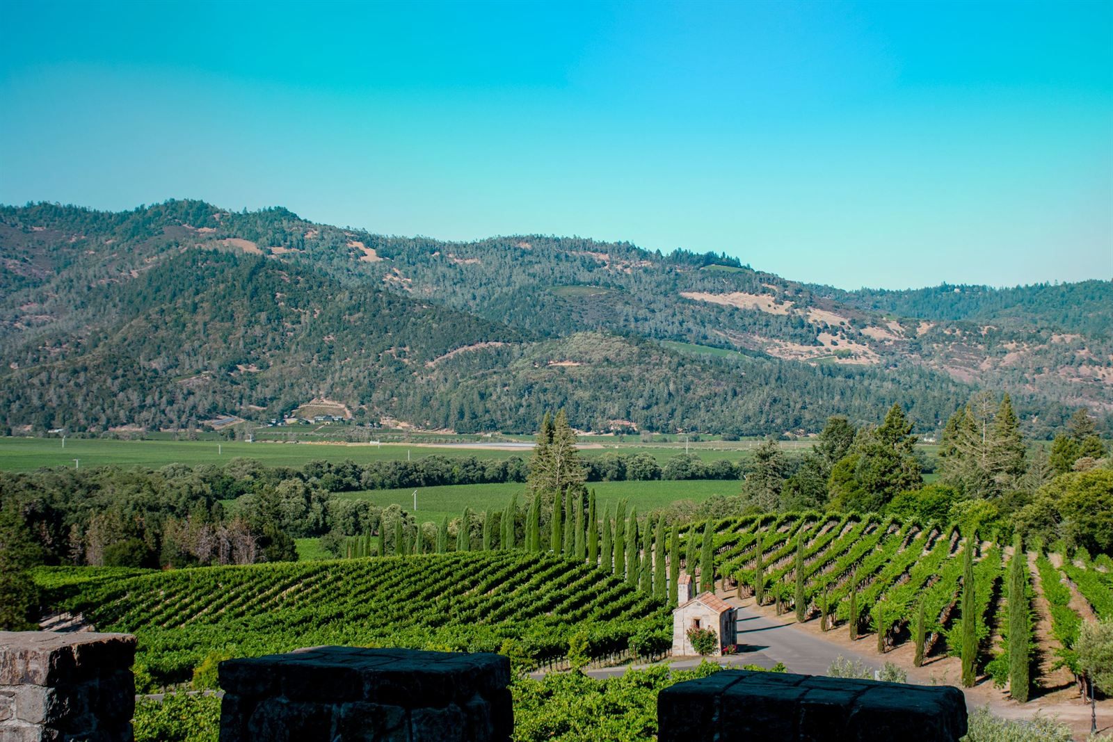 Rows of vines below wooded hills in Napa Valley, the heart of Northern California wine country