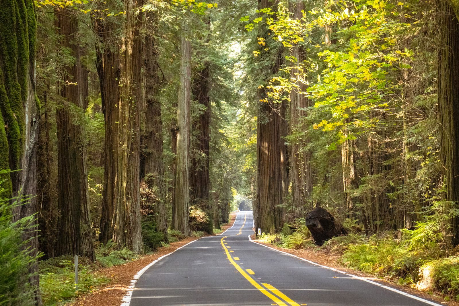 A two-lane road winding between giant redwood trees on a Northern California road trip