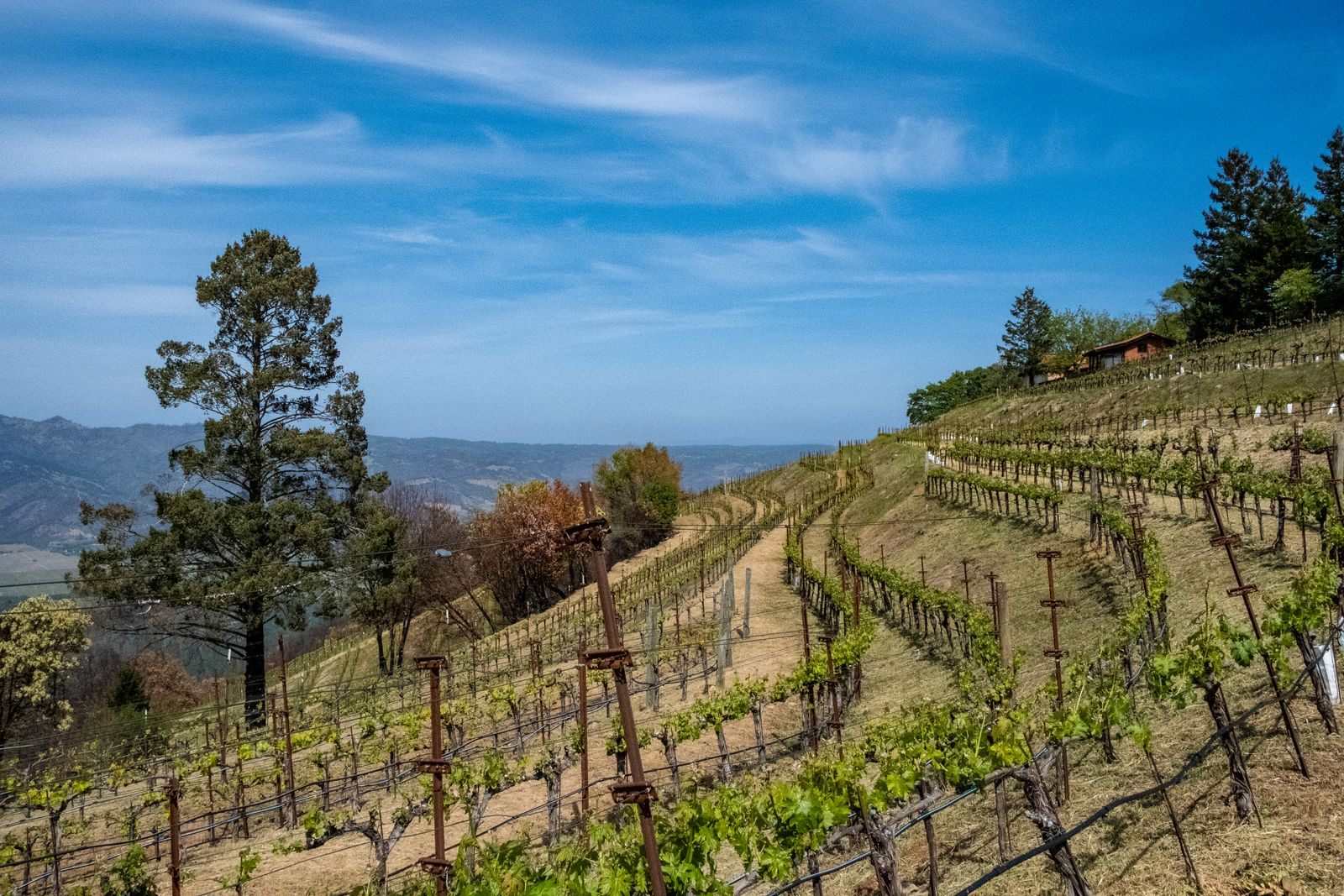 A hillside vineyard with a tall pine tree under a blue sky in Napa Valley